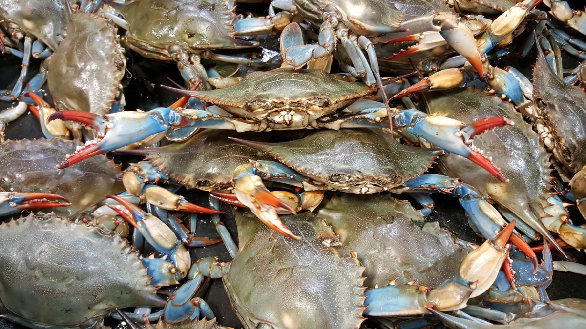 blue-crab