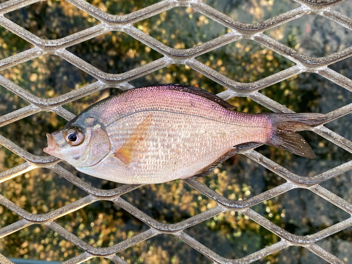 Small pinkish-silver fish with yellowish fins resting on a diamond-pattern metal grate.