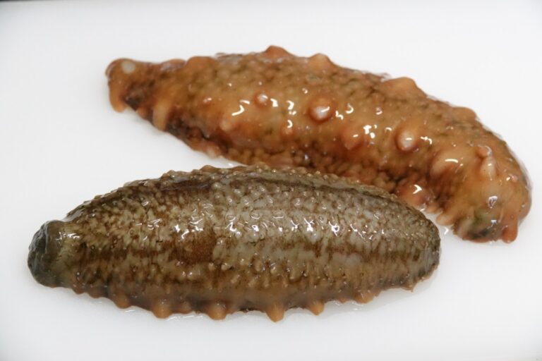 ナマコ (海鼠:Sea Cucumber、分類:ナマコ綱) - junglecity.com