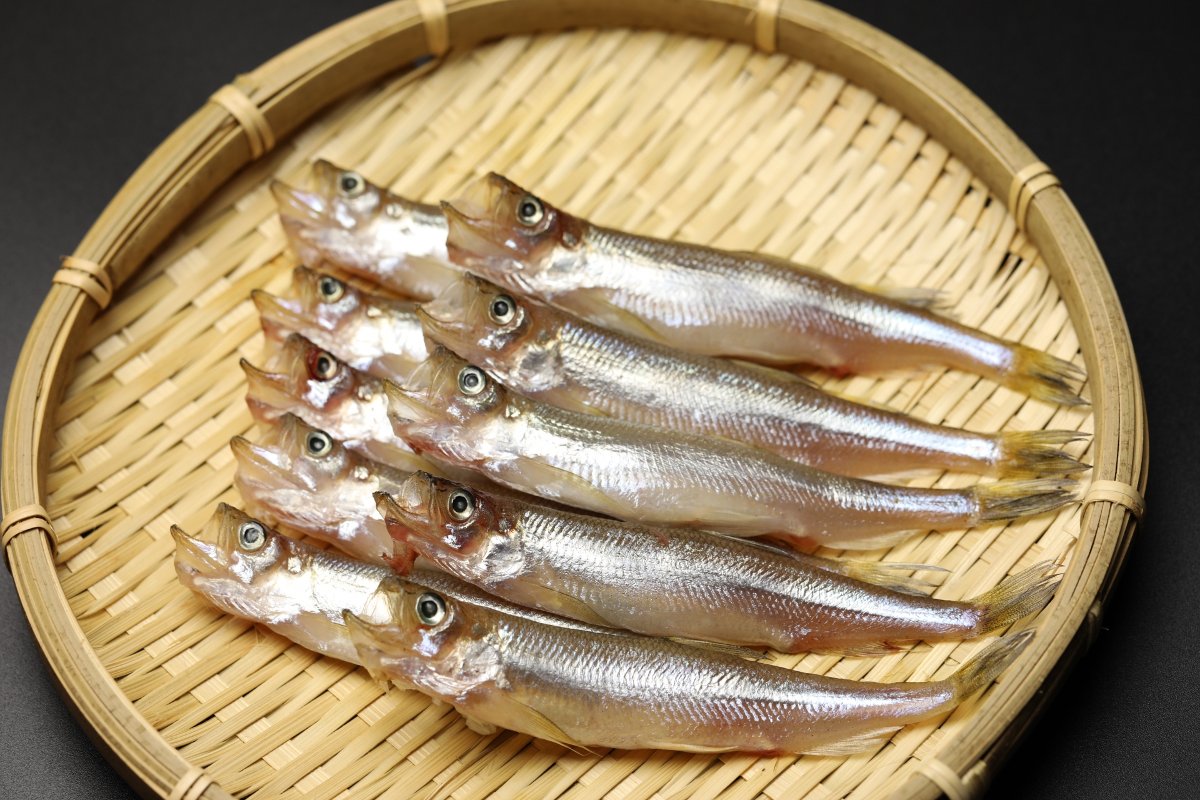 shishamo