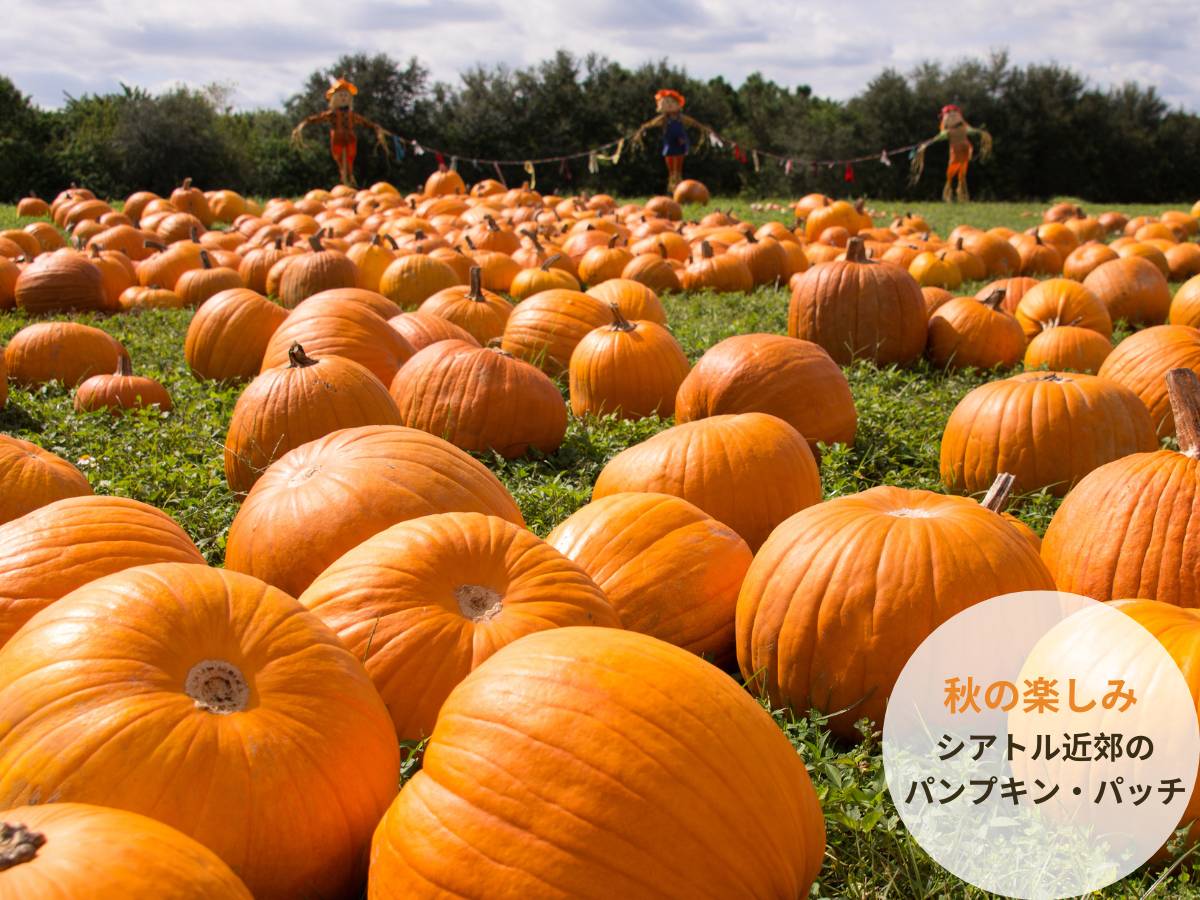 pumpkin-patch-1