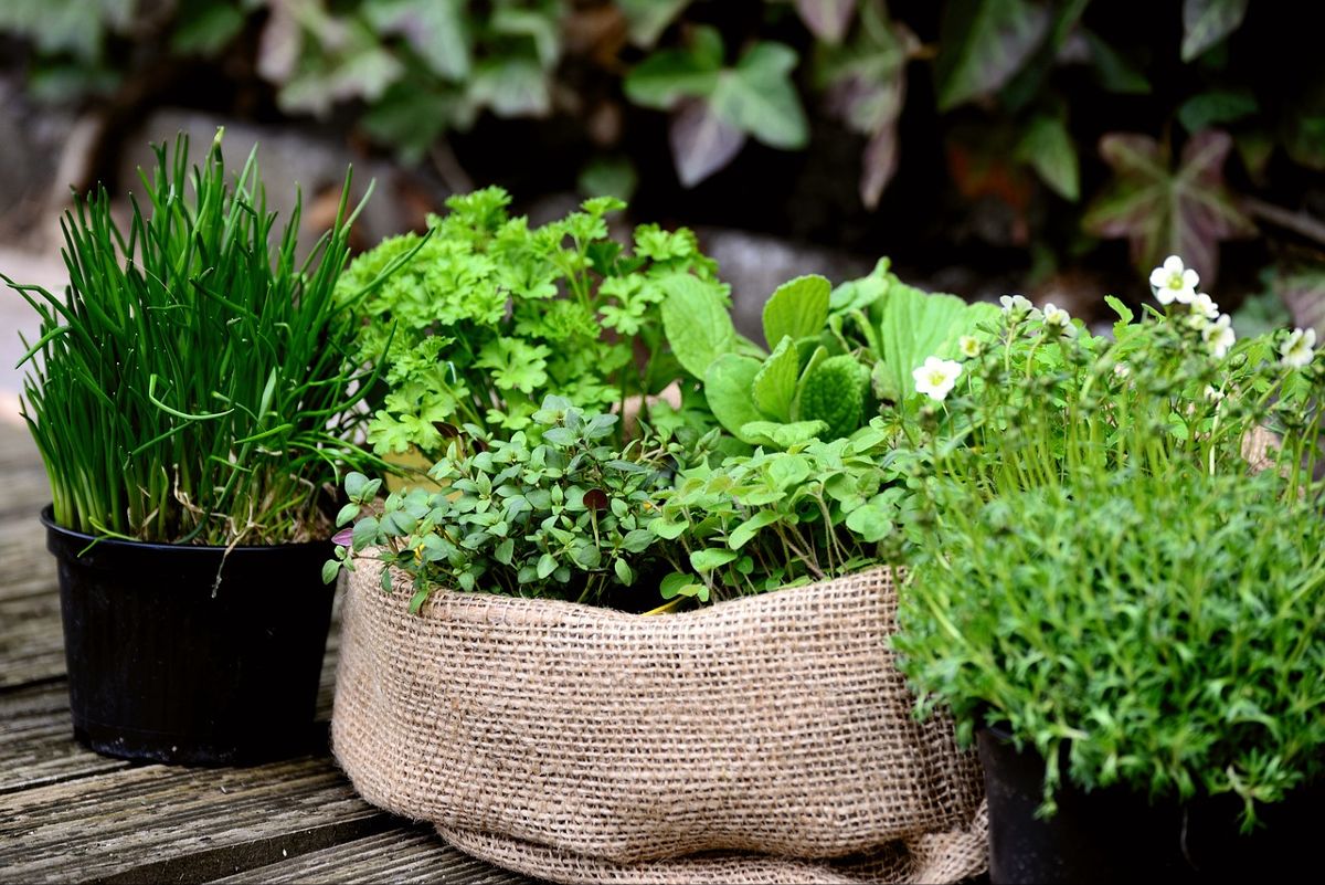herb-garden-1