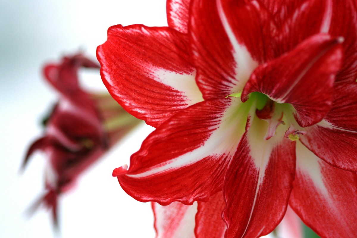 amaryllis-2