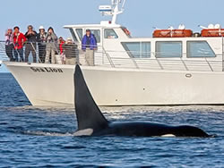 whale watching サンファン・サファリ　ホエール・ウォッチング＆ワイルドライフ・ツアー