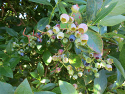 blueberry-u-pick-1