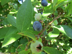 blueberry-u-pick-3