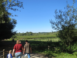 blueberry-u-pick-4