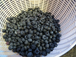 blueberry-u-pick-5