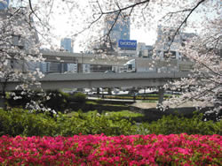 桜爛漫の季節に、グランドプリンスホテル赤阪から堪能する赤阪見附の景色