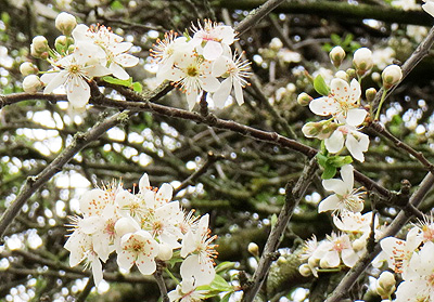 bellevue-downtown-park-sakura-1