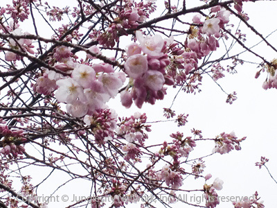 downtown-park-bellevue-031514-1