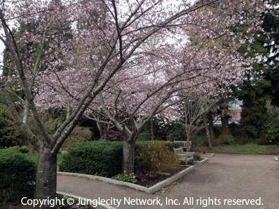 downtown-park-bellevue-031514-2