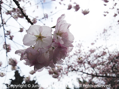 downtown-park-bellevue-031514-3