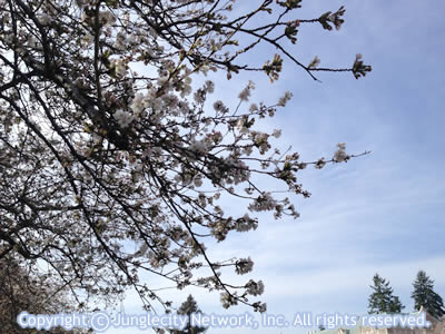 sakura-2014-03-13-4