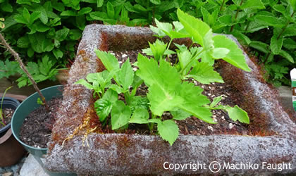 organic-home-garden-420