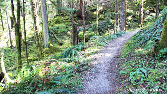 Middle Fork Trail - Upstream