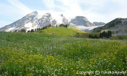 mount-rainier-beginner-420