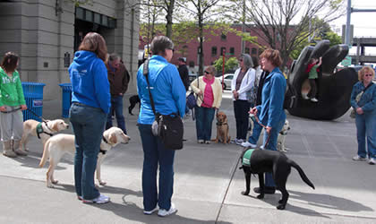 pet-training