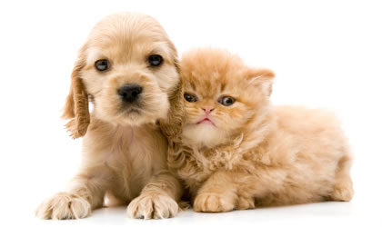 puppy-and-kitten-420