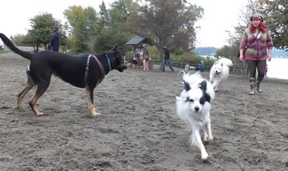 dog-park-420
