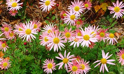 autumn-gardening-420
