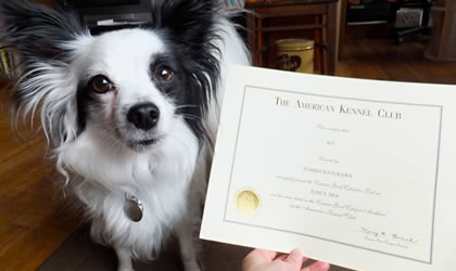 canine-good-citizen-420