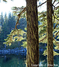 Ira Spring Trail (Mason Lake Trail)