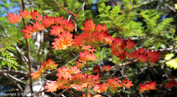 Ira Spring Trail （Mason Lake Trail）