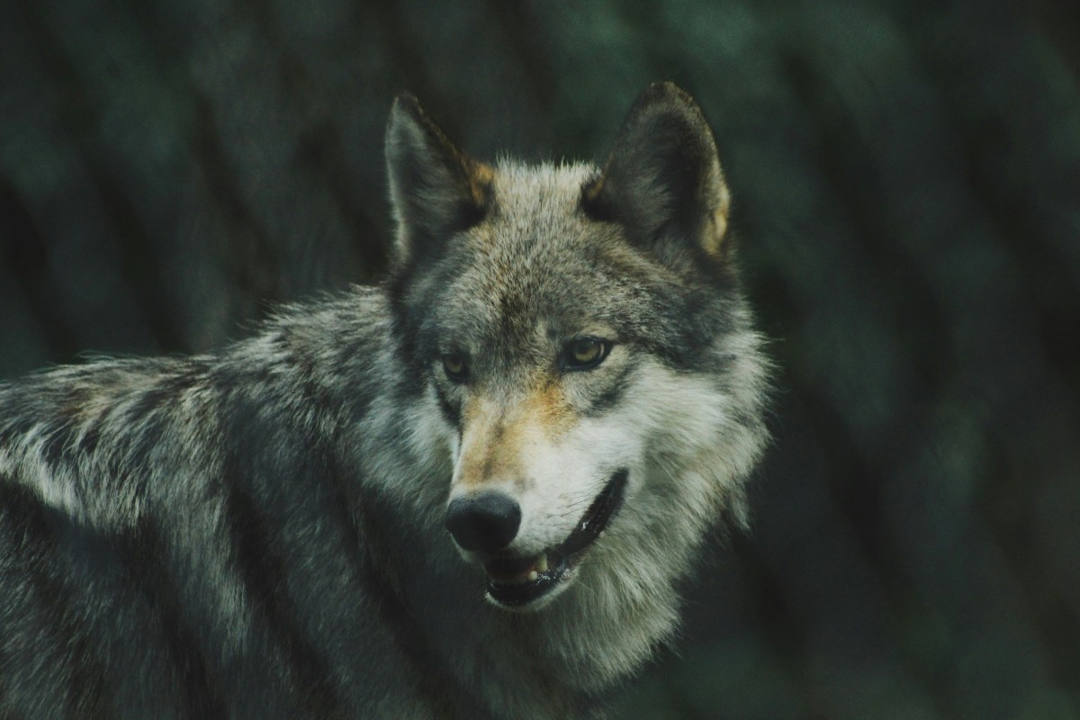 gray-wolf-1