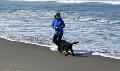 pet-travel-4