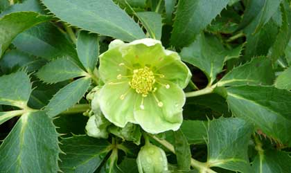 winter-gardening-1