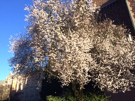 Thundercloud Flowering Plum