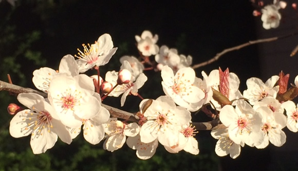 Thundercloud Flowering Plum