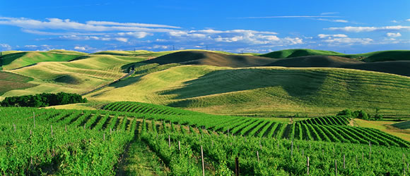 washington-winery
