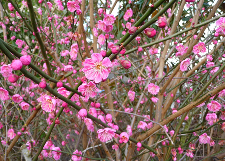 winter-gardening-2