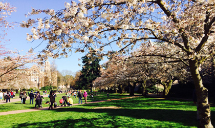uw-sakura-03-07-2015-420
