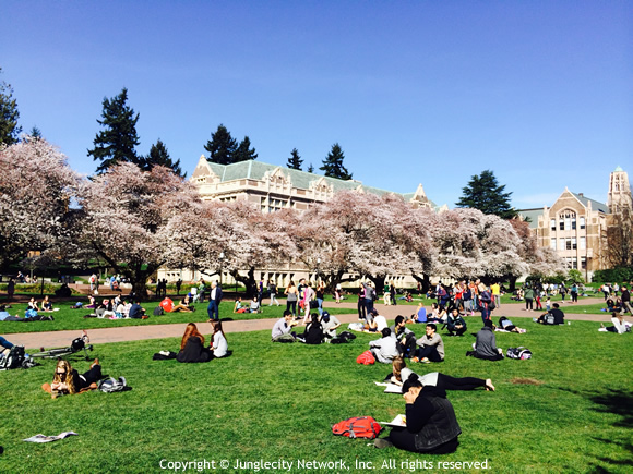 uw-sakura-03-12-2015-3