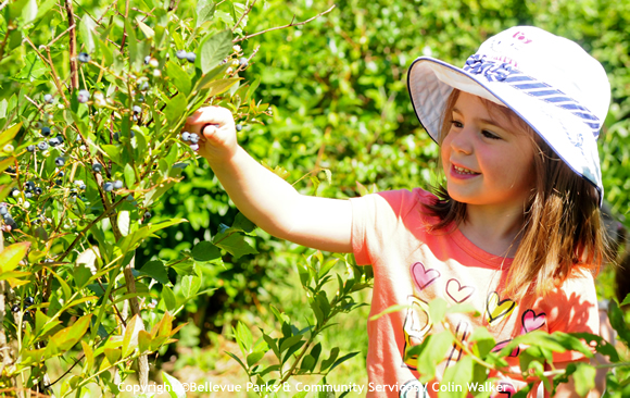 farm-bellevue-blueberry-farm