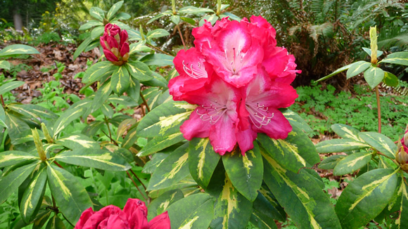 spring-gardening-2