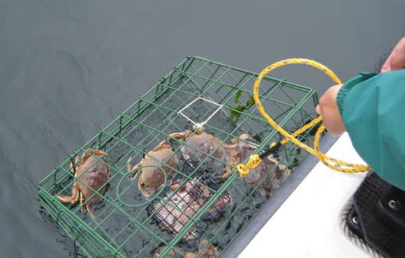 fishing-crab-1