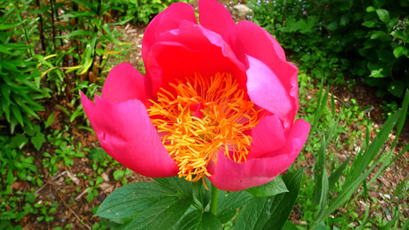 peony-1