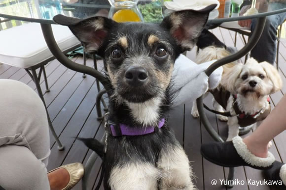 dog-adaption-4