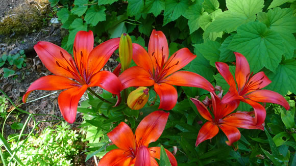 lily-2