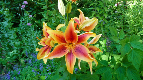 lily-4