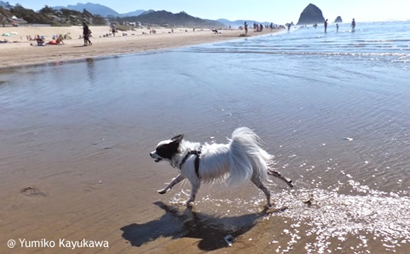 犬と一緒にビーチパーティ