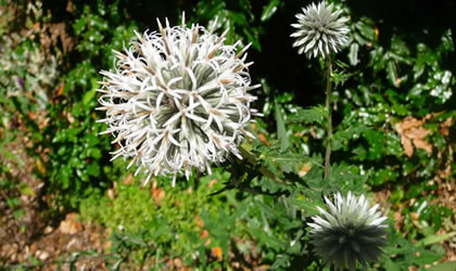 gardening-white-glove-thistle-420
