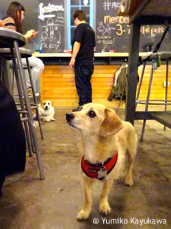犬と一緒に乾杯!