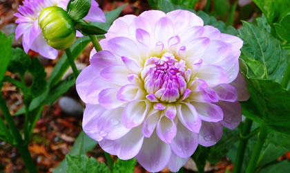 natural-garden-dahlia