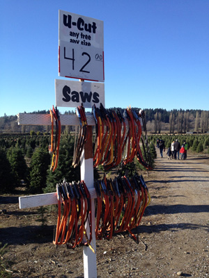 christmas-tree-cutting-02