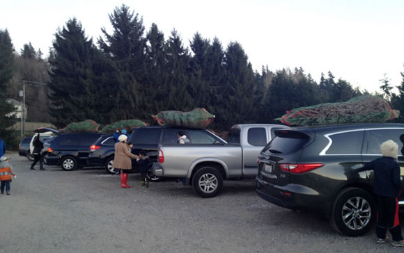 christmas-tree-cutting-04